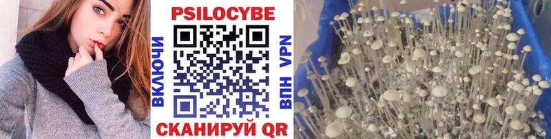 купить Сергач Псилоцибиновые грибы Magic Shrooms